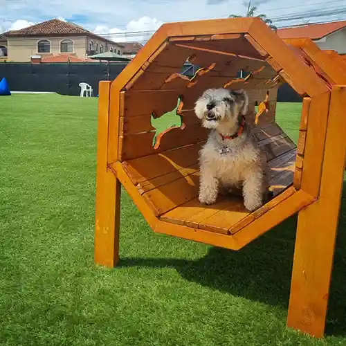 image of cute puppy at the dog park
