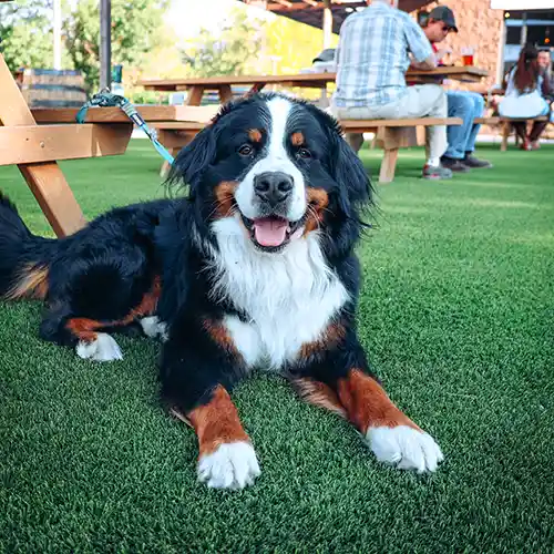 image of cute dog at the dog park pub