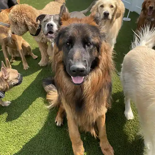 image of group of happy dogs at the kennel