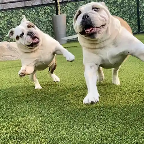 image of happy pugs at the dog park