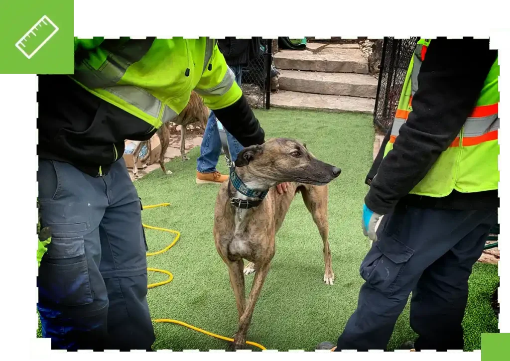 image of Dog and Pet Turf construction by SYNLawn Certified Installers